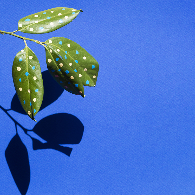 Beautiful Painted Leaves